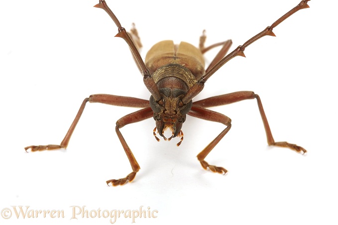 Longhorn beetle (Cerambycidae).  South America, white background