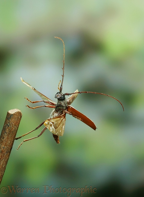 Longhorn beetle (Cerambycidae) taking off.  South America
