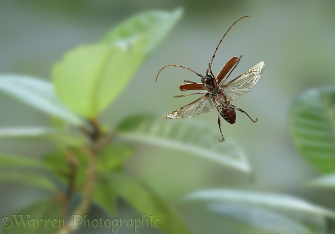 Longhorn beetle (Cerambycidae) in flight.  South America