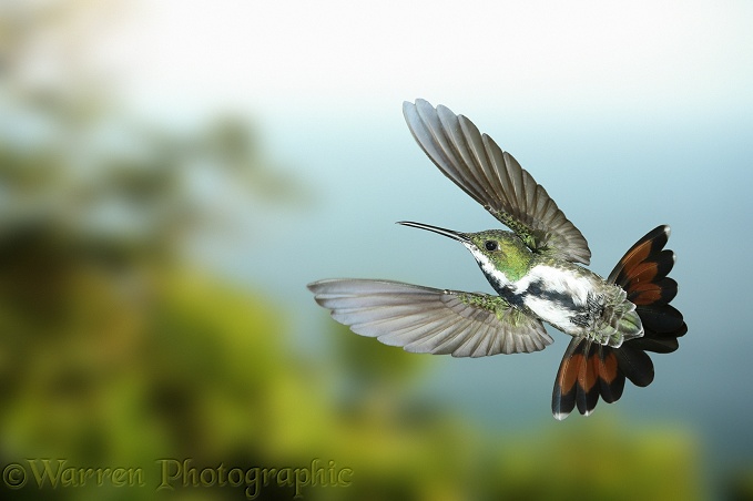 Black-throated Mango Hummingbird (Anthracothorax nigricollis) female in flight.  South America