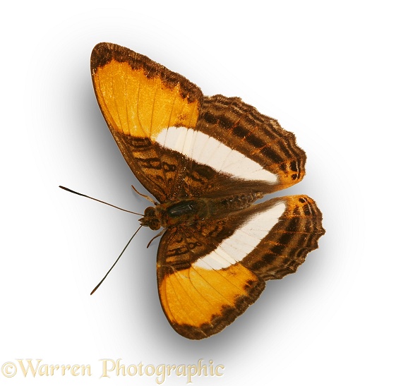 Five Continent (Adelpha cytherea).  South America, white background