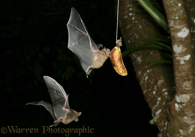 Short-tailed Fruit Bats (Carollia perspicillata) homing in on a ripe banana suspended as bait.  South America