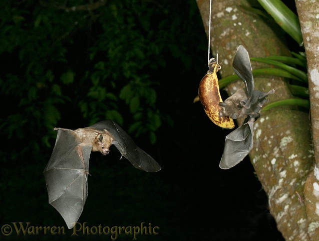 Short-tailed Fruit Bats (Carollia perspicillata) homing in on a ripe banana suspended as bait.  South America