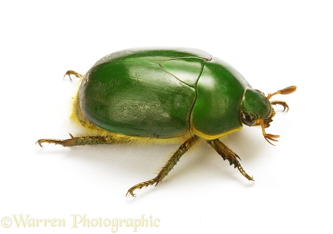 Green fruit beetle (Lamellicornia), white background