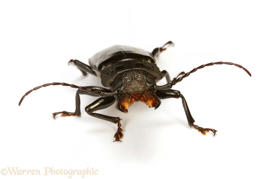 Tropical beetle (unidentified), white background