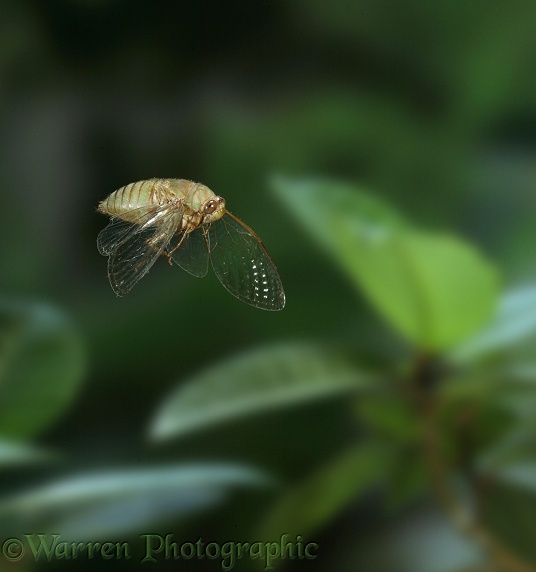 Tropical cicada (unidentified) in flight