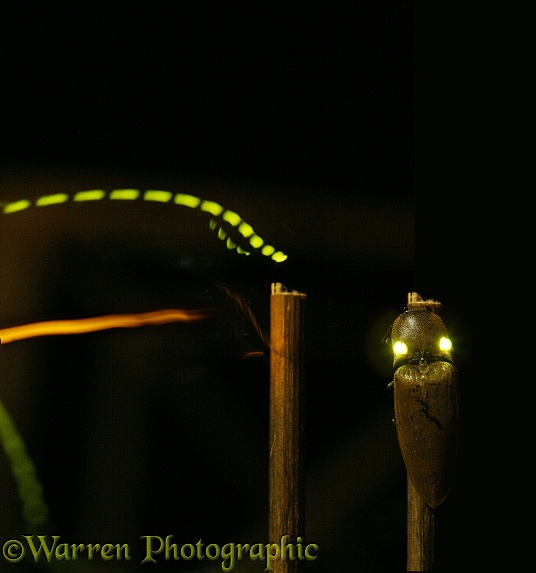 Tropical luminous click beetle (Pyrophorus species)  showing bioluminescence.  Composite image showing beetle before takeoff and in flight with green thoracic and orange abdominal lights glowing strongly