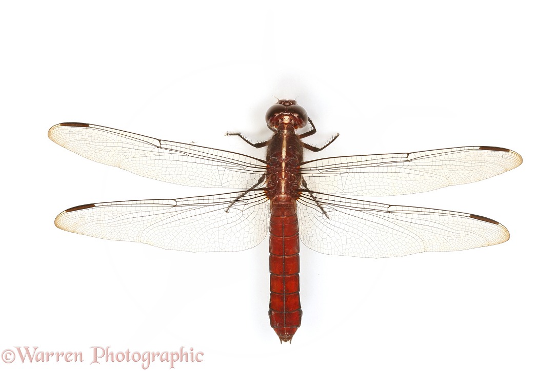 Dragonfly (unidentified), white background