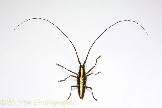 Longhorn beetle (Cerambycidae), white background
