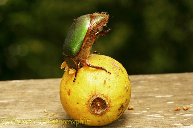 Green fruit beetle (Lamellicornia) feeding on ripe guava.  South America