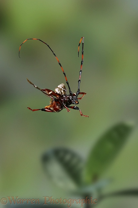 Longhorn beetle (Cerambycidae) in flight.  South America