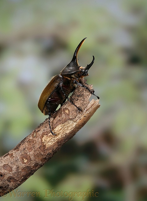 Rhinoceros Beetle (Dynastes hercules) male.  South America