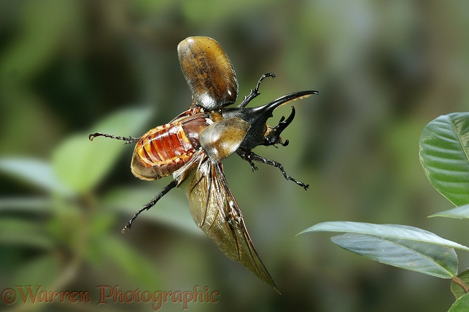 Rhinoceros Beetle (Dynastes hercules) male in flight