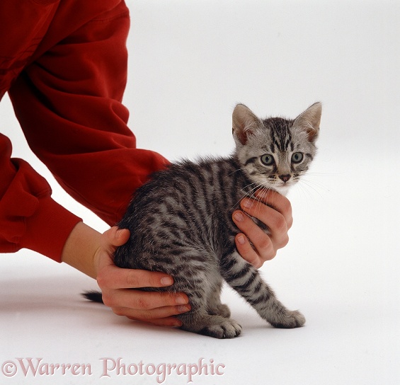 Picking up a silver spotted kitten, white background