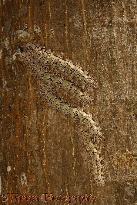 Processionary caterpillars gathering at the base of Mountain Immortelle (Erythrina poeppigiana)