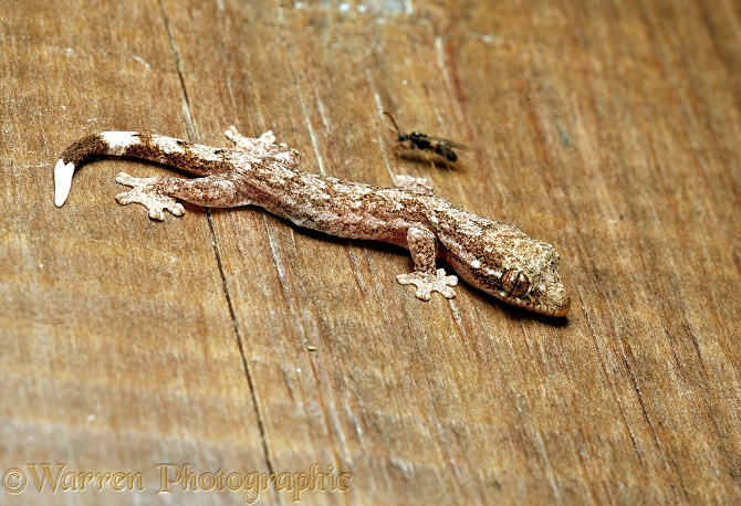 Tropical House Gecko (Hemidactylus mabouia) immature