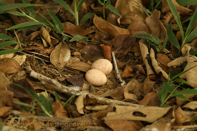 White-naped Nightjar or Pauraque (Nyctidromus albicollis) eggs.  South America