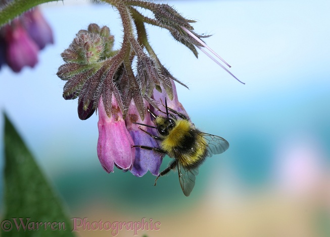 Meadow Bumblebee (Bombus agrorum) worker 'robbing' Comfrey flower by using its proboscis to pierce corolla at base.  Europe