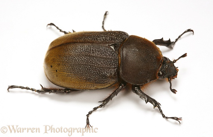 Rhinoceros Beetle (Dynastes hercules) female.  South America, white background