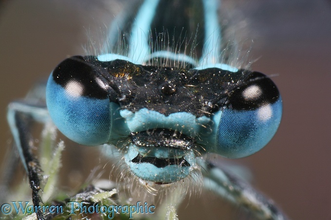 Common Blue Damselfly (Enallagma cyathigerum) portrait of male.  Europe