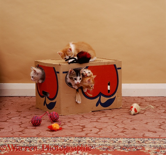 Cardboard box with holes for kittens to play in