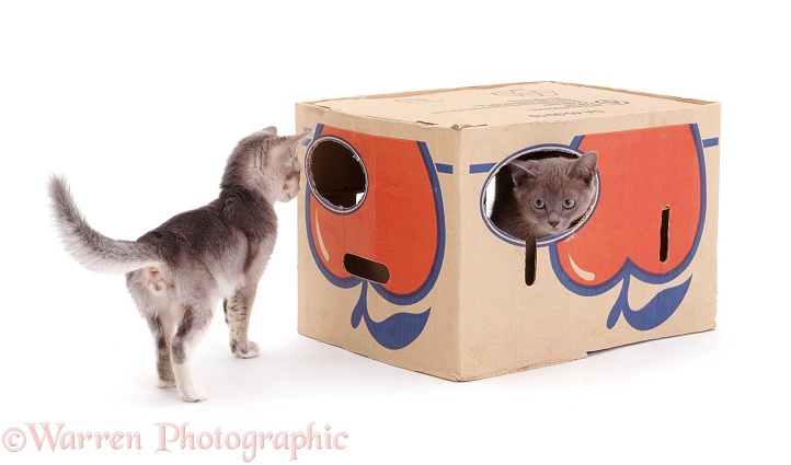 Cardboard box with holes for kittens to play in, white background
