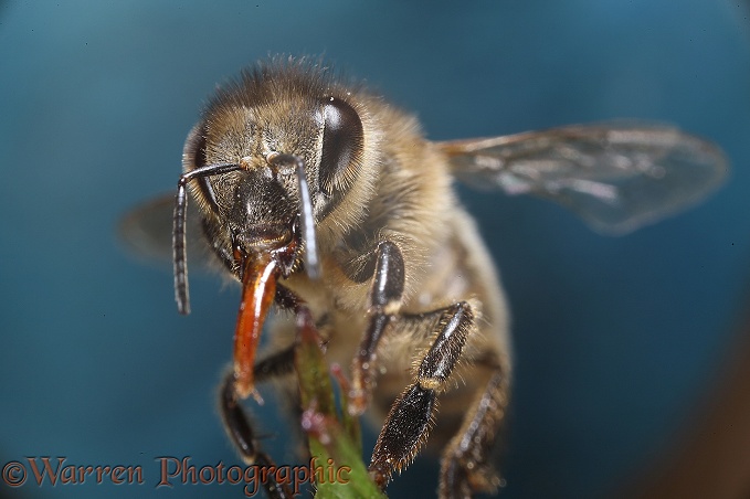 Honey Bee (Apis mellifera) worker portrait showing proboscis (tongue).  Worldwide