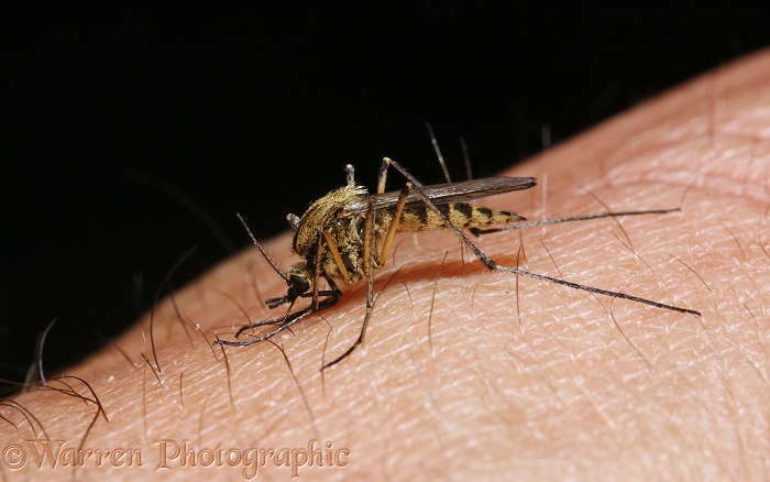 Mosquito (Aedes punctor) female drawing blood from a human arm.  No.1 in series of 4