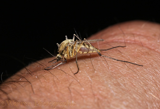 Mosquito (Aedes punctor) female drawing blood from a human arm.  No.2 in series of 4