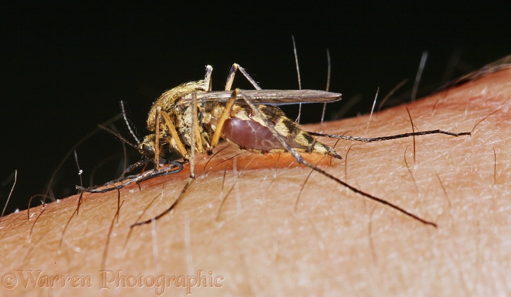 Mosquito (Aedes punctor) female drawing blood from a human arm.  No.3 in series of 4