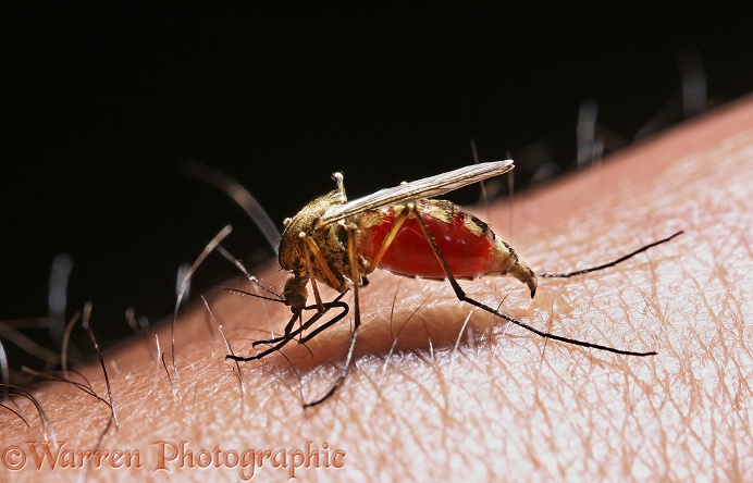 Mosquito (Aedes punctor) female drawing blood from a human arm.  No.4 in series of 4