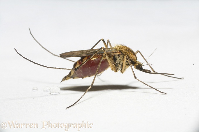 Mosquito (Aedes punctor) female resting after a blood meal and excreting clear liquid, white background