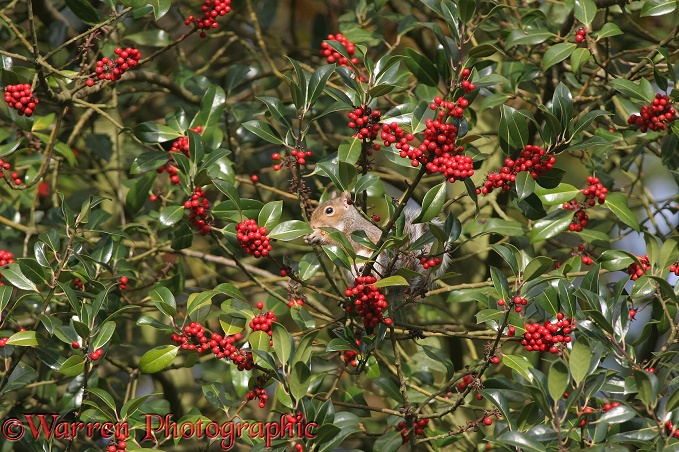 Holly (Ilex aquifolium) berries with Grey Squirrel (Sciurus carolinensis)