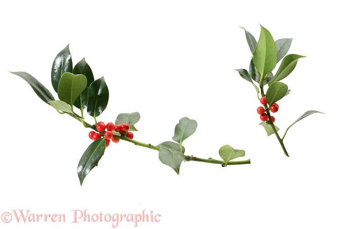 Holly (Ilex aquifolium) berries, white background