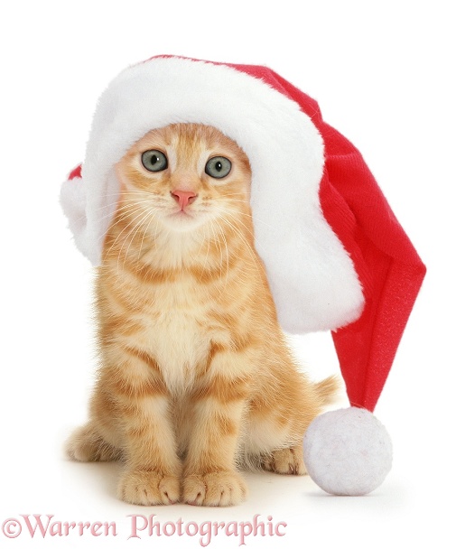 Ginger kitten Benedict in a Santa hat, white background