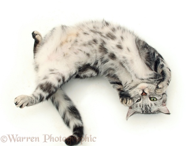British shorthair silver tabby female cat, Zelda, rolling in oestrus, white background