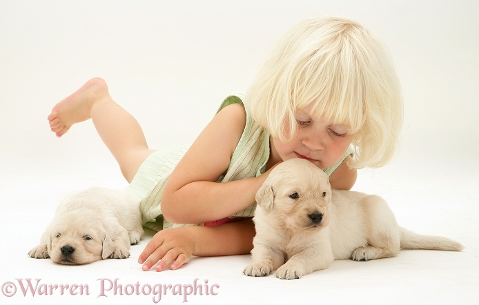 Siena with Golden Retriever pups, white background