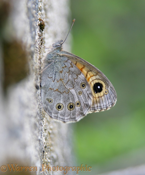 Large Wall Brown Butterfly (Lasiommata maera)