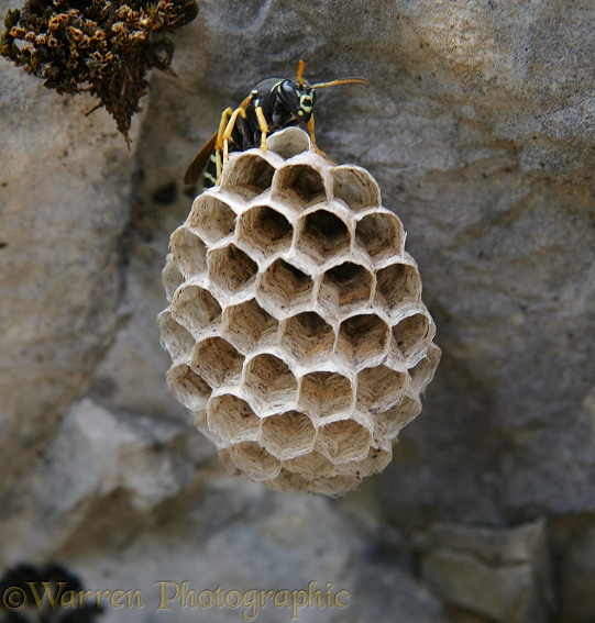 Polistes Wasp on nest