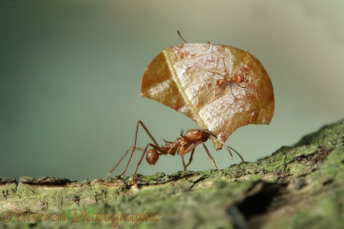 Leaf-cutting ants or Bachacs (Atta cephalotes) carrying sections of cocoa leaf bearing 'riders' thought to ward off parasitic flies which would otherwise lay their eggs on the pieces of leaf.  South America