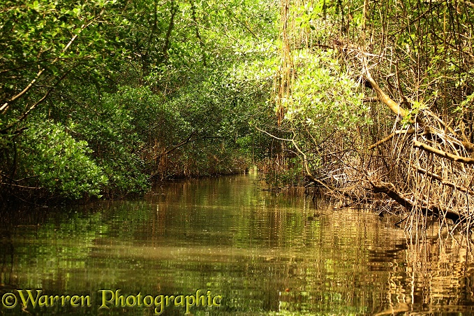Tide channel through Red Mangrove (Rhizophora mangle), Caroni Swamp, Trinidad