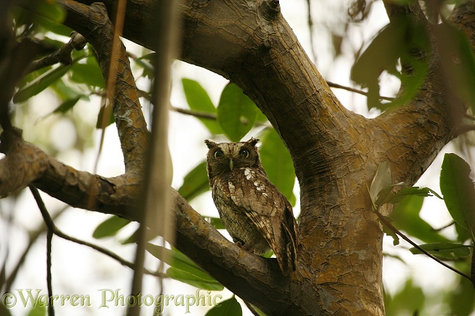 Tropical Screech Owl (Otus choliba) in mangrove.  South America