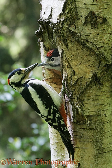 Great Spotted Woodpecker (Dendrocopos major) male with chick looking out of nest hole in dead birch.  Europe