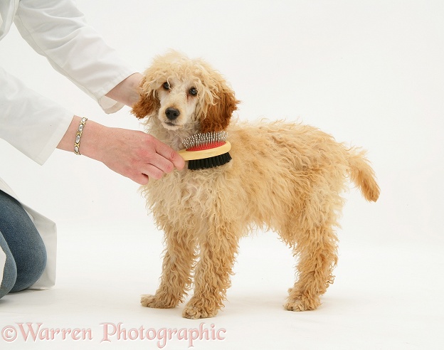 Apricot Poodle being brushed, white background