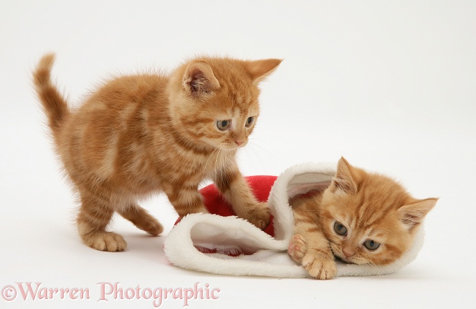 Red tabby kittens playing with a Father Christmas hat, white background