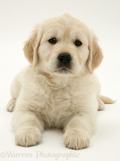 Golden Retriever puppy, white background
