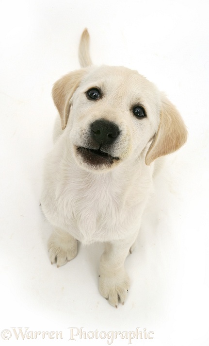 Goldador Retriever puppy, white background