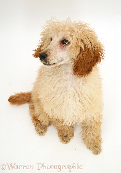 Apricot Poodle, white background