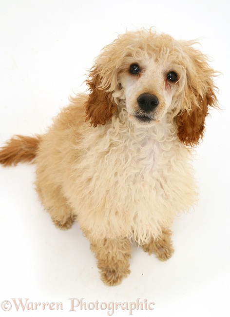 Apricot Poodle, white background