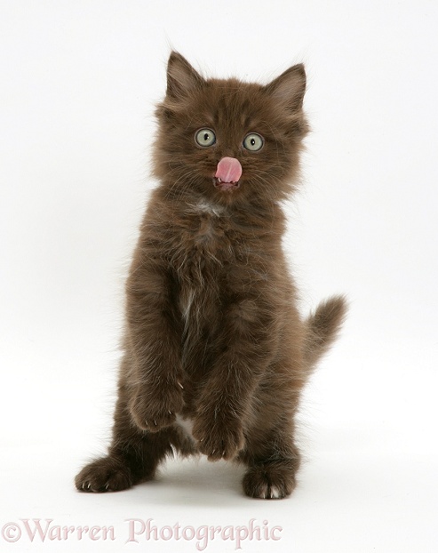 Chocolate fluffy kitten, Cocoa, licking his nose, white background